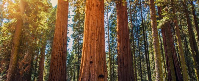 wandelaar bij oud Sequoia bos