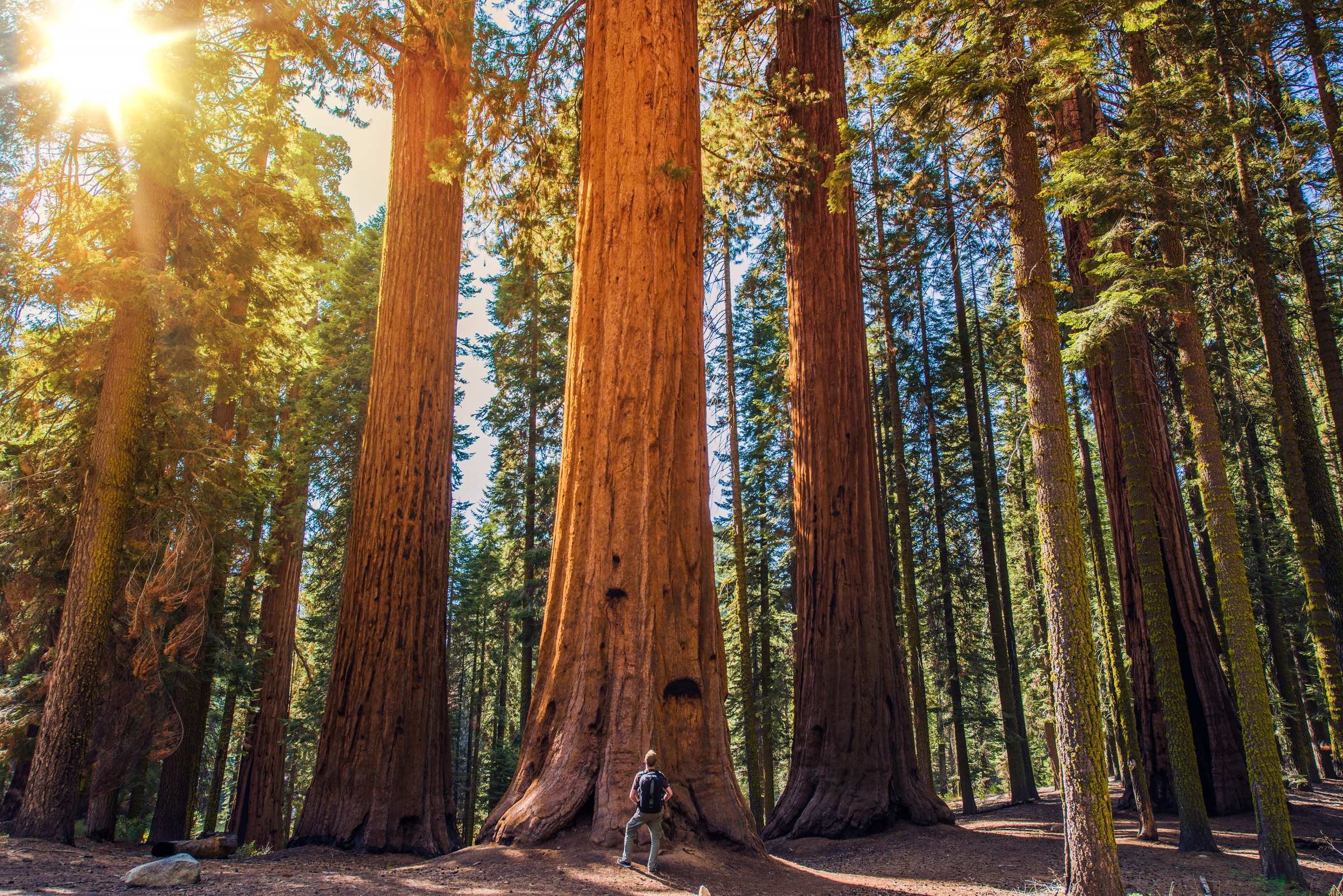 wandelaar bij oud Sequoia bos
